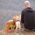 randonnée avec son chien