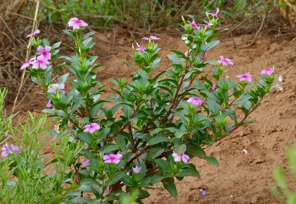 Pervenche de Madagascar : la fleur qui soigne tout