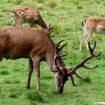 Daims et cerfs