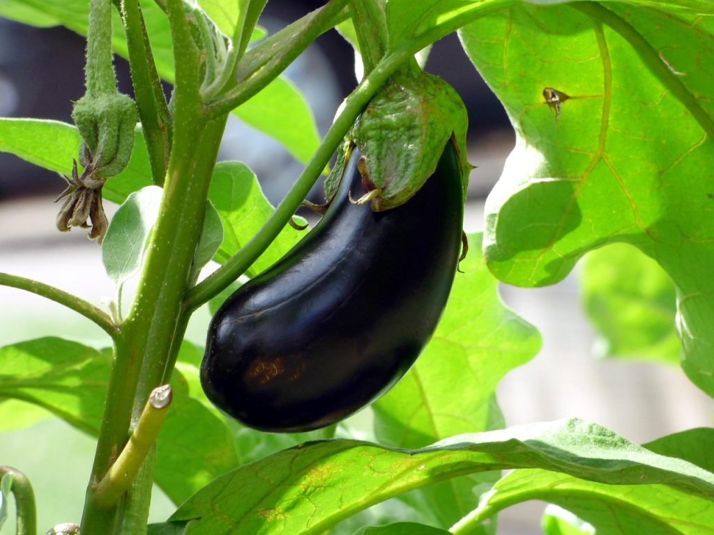 découvrez notre sélection de légumes biologiques frais, cultivés sans pesticides ni produits chimiques. savourez des aliments sains et goûteux, tout en respectant la nature. optez pour des légumes bio et soutenez une agriculture durable!